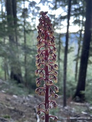 Pterospora andromedea