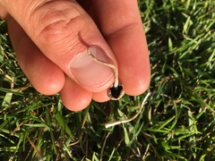 Panaeolus foenisecii