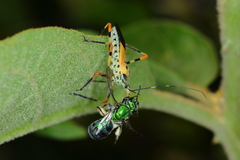 Armillatus