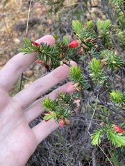 Astroloma microdonta