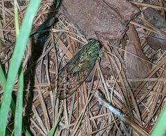 Neocicada hieroglyphica