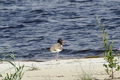 Haematopus palliatus