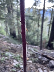 Pterospora andromedea