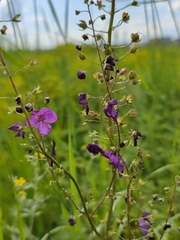 Verbascum phoeniceum