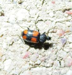 Panagaeus crucigerus