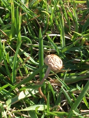 Panaeolus foenisecii