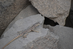 Microlophus