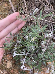 Xanthosia huegelii