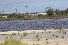 Haematopus palliatus