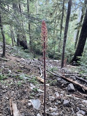 Pterospora andromedea