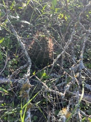 Hamatocactus setispinus