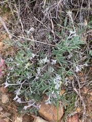 Xanthosia huegelii