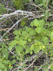 Salvia ballotiflora