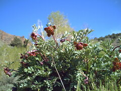 Paeonia brownii