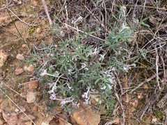Xanthosia huegelii