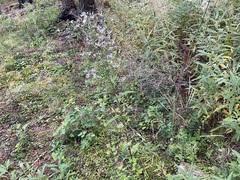 Symphyotrichum ciliolatum