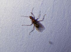 Camponotus castaneus