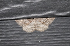 Neoalcis californiaria