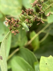 Gyponini