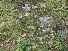Symphyotrichum ciliolatum