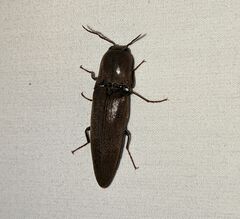Orthostethus infuscatus