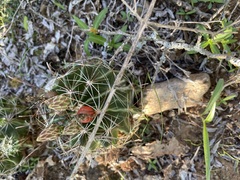 Hamatocactus setispinus