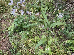 Symphyotrichum ciliolatum