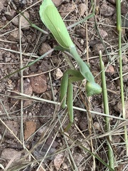 Stagmomantis limbata