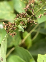 Gyponini
