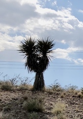 Yucca treculiana
