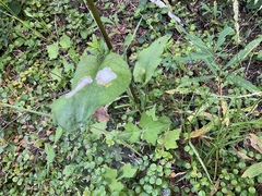 Symphyotrichum ciliolatum