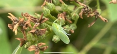 Gyponini