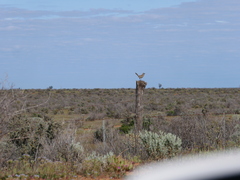 Cincloramphus cruralis