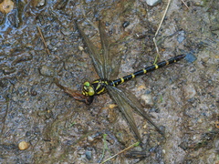 Cordulegaster erronea