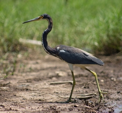 Egretta tricolor