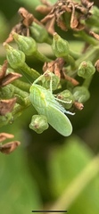 Gyponini