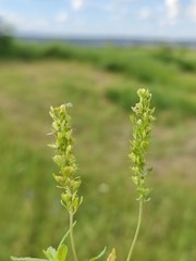 Veronica prostrata