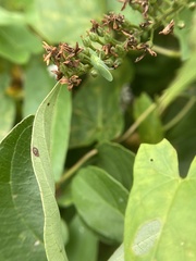 Gyponini