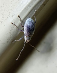 Cyrtepistomus castaneus
