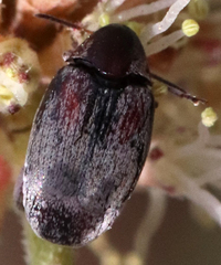 Cucujiformia