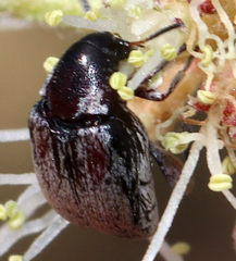 Cucujiformia