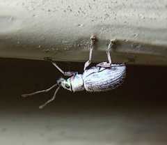 Cyrtepistomus castaneus