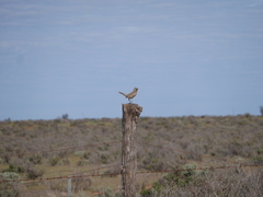 Cincloramphus cruralis