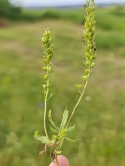 Veronica prostrata