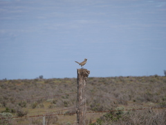 Cincloramphus cruralis