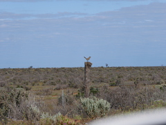 Cincloramphus cruralis