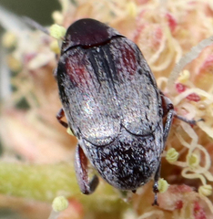 Cucujiformia