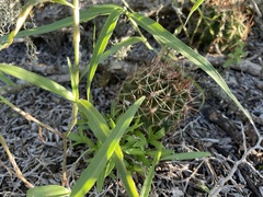 Hamatocactus setispinus