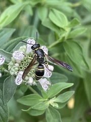 Ancistrocerus antilope