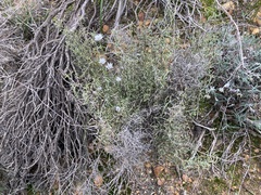 Laxmannia omnifertilis